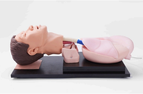 Dorsal Metacarpal Intravenous Infusion Model