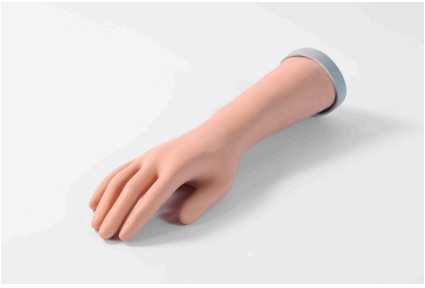 Forearm Nerve Examination Model